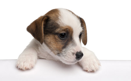 Jack Russell Terrier puppy, 2 months old, getting out of a box in front of white backgroundの写真素材