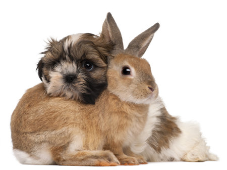Shih-Tzu and rabbit in front of white backgroundの写真素材