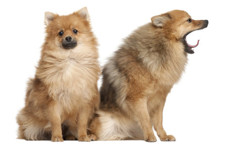Two Spitz dogs, 1 year old, sitting in front of white backgroundの写真素材