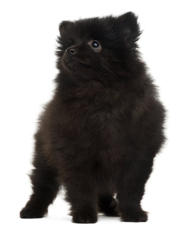 Spitz puppy, 2 months old, standing in front of white backgroundの写真素材