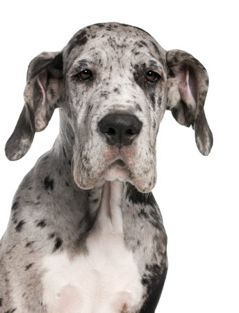 Close-up of Great Dane puppy, 3 months old, in front of white backgroundの写真素材