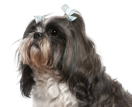 Shih Tzu with blue bows in hair, 4 years old, in front of white backgroundの写真素材