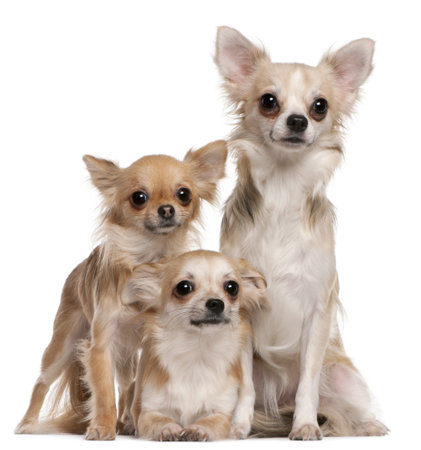 Three Chihuahuas sitting in front of white backgroundの写真素材