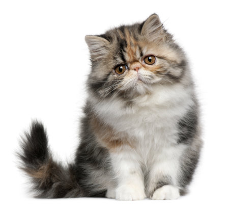 Persian cat, 8 months old, sitting in front of white backgroundの写真素材