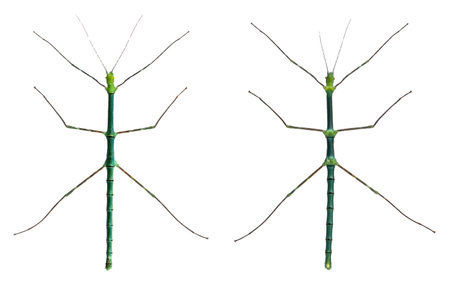 Myronides Sp, stick insects, in front of white backgroundの写真素材