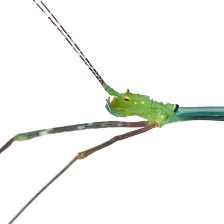 Close-up of Myronides Sp, stick insect, in front of white background