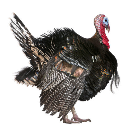 Wild Turkey, Meleagris gallopavo, in front of white backgroundの写真素材