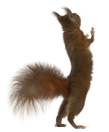 Eurasian red squirrel on hind legs, Sciurus vulgaris, 4 years old, in front of white backgroundの写真素材