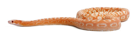 Scaleless Corn Snake, Pantherophis Guttatus, in front of white background