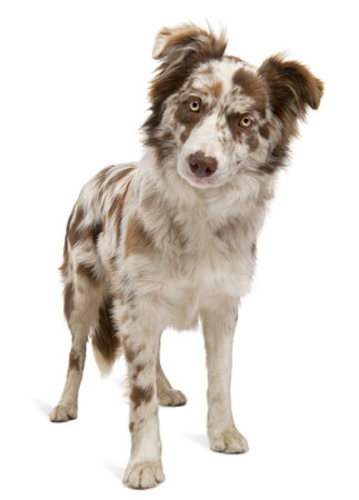 Red Merle Border Collie, 6 months old, in front of white backgroundの写真素材