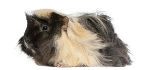 Young Peruvian guinea pig, 6 months old, in front of white backgroundの写真素材