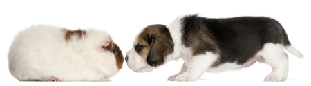 Beagle Puppy, 1 month old, and Teddy guinea pig, 9 months old, in front of white backgroundの写真素材