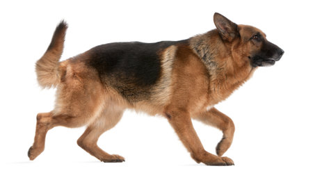 German Shepherd, 5 years old, walking in front of white backgroundの写真素材