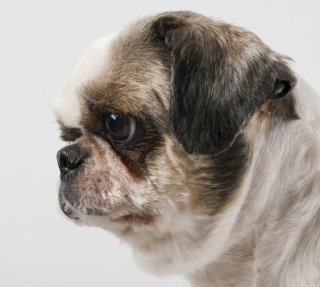 Close-up of Shih Tzu, 8 years old, in front of white backgroundの写真素材