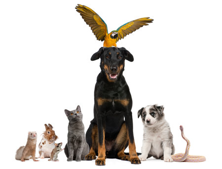Portrait of group of pets in front of white backgroundの写真素材
