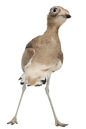 Peruvian Thick-knee, Burhinus superciliaris, 3 years old, in front of white background