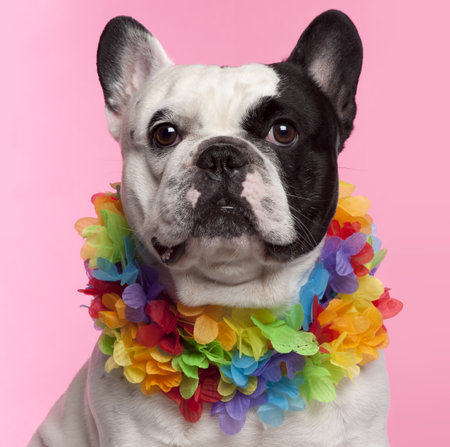 French Bulldog, 3 years old, wearing Hawaiian lei front of pink backgroundの写真素材