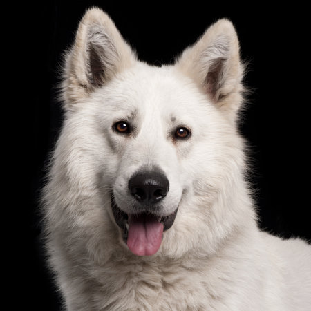 Close-up of Berger Blanc Suisse, 2 years old, in front of black backgroundの写真素材