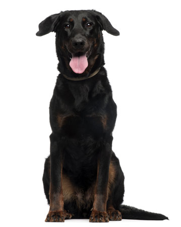 Beauceron, 2 Years old, sitting in front of white backgroundの写真素材