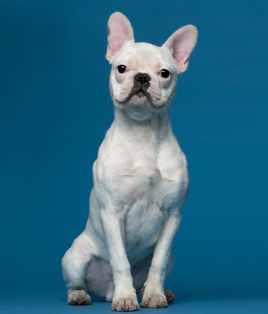 French bulldog puppy, 5 months old, sitting in front of blue backgroundの写真素材
