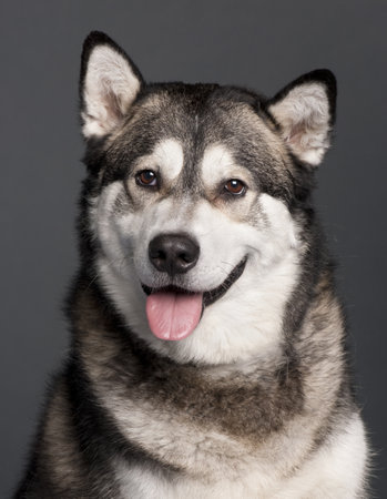 Close-up of Alaskan Malamute, 2 years old, in front of grey backgroundの写真素材