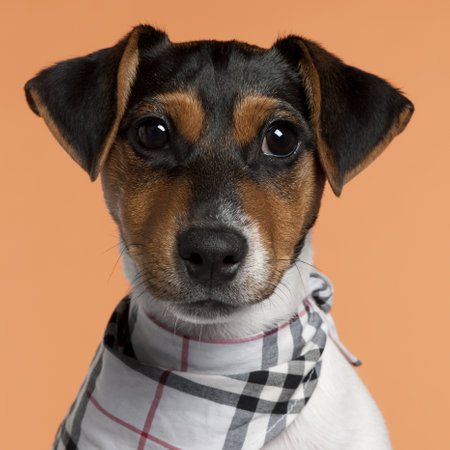 Close-up of Jack Russell Terrier puppy wearing handkerchief, 4 months old, in front of orange...
