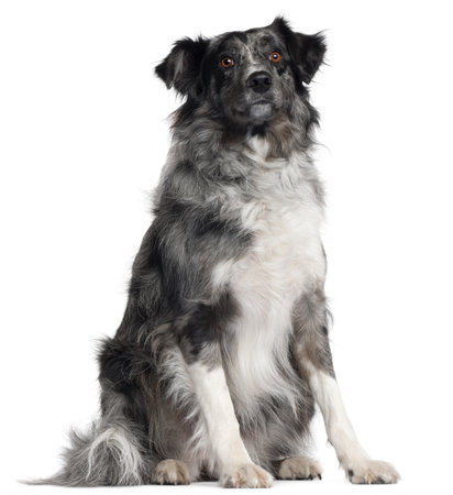 Border Collie, 2 years old, sitting in front of white backgroundの写真素材