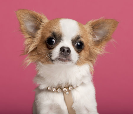 Close-up of Chihuahua wearing diamond collar, 7 months old, in front of pink backgroundの写真素材