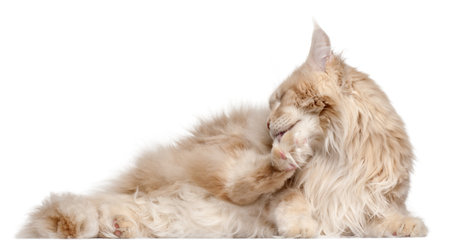 Maine Coon lying in front of white backgroundの写真素材