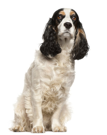 English Cocker Spaniel, 6 years old, sitting in front of white backgroundの写真素材