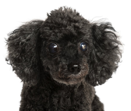 Close-up of half blind Poodle, 13 years old, in front of white background