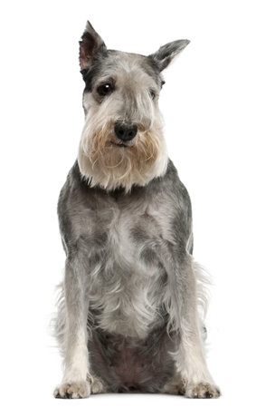 Standard Schnauzer, 7 years old, sitting in front of white backgroundの写真素材