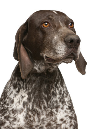 Close-up of German Shorthaired Pointer, in front of white backgroundの写真素材