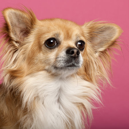 Close-up of Chihuahua in front of pink backgroundの写真素材