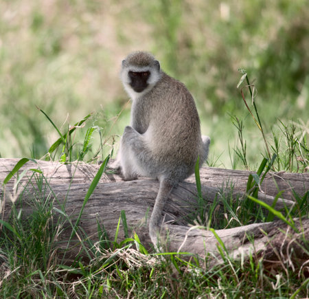 Vervet Monkey, Chlorocebus pygerythrus, in Serengeti National Park, Tanzania, Africaの写真素材