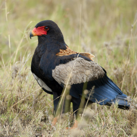 Bateleur, Terathopius ecaudatus, in Serengeti National Park of Tanzania, Africaの写真素材