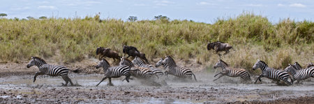 Zebra crossing a river in Serengeti National Park, Tanzania, Africaの写真素材