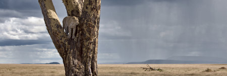 Leopard in tree in Serengeti National Park of Tanzania, Africaの写真素材