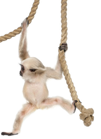 Young Pileated Gibbon, 4 months old, Hylobates Pileatus, hanging from rope in front of white backgroundの写真素材