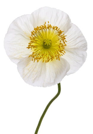 Close-up of White Alpine poppy, Papaver alpinum, in front of white backgroundの写真素材