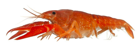 Blue crayfish also known as a Blue Florida Crayfish, Procambarus alleni, in front of white...