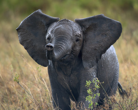 African elephant in Serengeti National Park, Tanzania, Africa, after the rainの写真素材