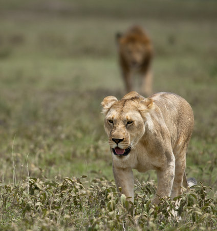 Lioness at the Serengeti National Park, Tanzania, Africaの写真素材