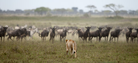 Lioness and herd of wildebeest at the Serengeti National Park, Tanzania, Africaの写真素材