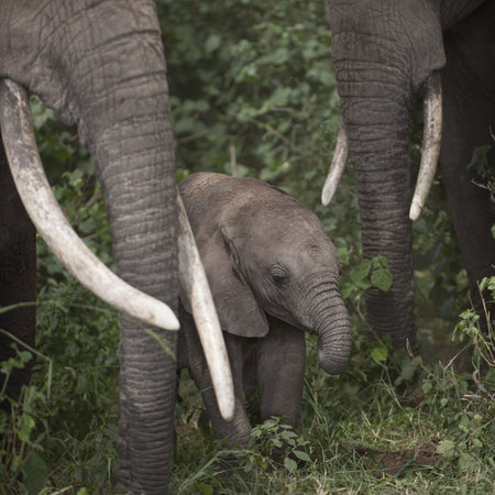 Elephants at the Serengeti National Park, Tanzania, Africaの写真素材