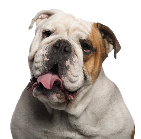 Close-up of English Bulldog, 4 years old, in front of white backgroundの写真素材