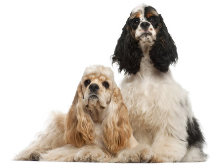 American Cocker Spaniel, 1 year old, and American Cocker Spaniel puppy, 6 months old, in front of white backgroundの写真素材