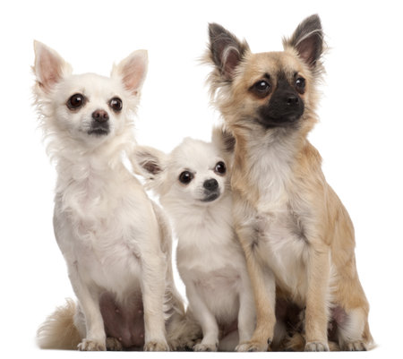Three Chihuahuas, 5 years old and 8 months old, sitting in front of white backgroundの写真素材