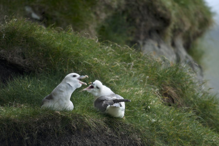 Seagulls on Mykines, Faroe Islandsの写真素材