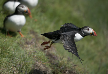 Atlantic Puffin or Common Puffin, Fratercula arctica, in flight on Mykines, Faroe Islandsの写真素材